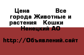 Zolton › Цена ­ 30 000 - Все города Животные и растения » Кошки   . Ненецкий АО